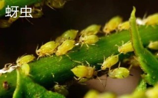 常見的柚類果樹病蟲害及防治方法，需對(duì)癥下藥