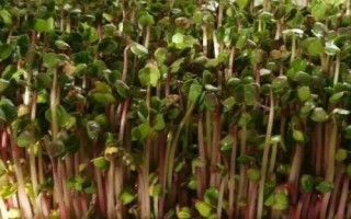綠豆芽種植技術，選種是培育的第一步