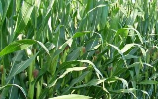 DF1808玉米種簡介，適宜播期4月下旬至5月上旬