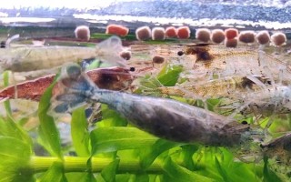 黑殼蝦多久可以發(fā)育成熟，出生2-3個月就可以發(fā)育成熟