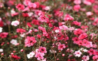 松紅梅的開花時間，自然開花期為晚秋至春末