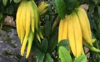金佛手的價(jià)格，各地區(qū)的售價(jià)不等