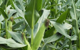 誠(chéng)信1號(hào)玉米種子簡(jiǎn)介，每畝5500-6000株