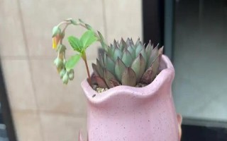 多肉的花劍怎么扦插，把花劍剪下來晾干傷口再插入土壤中