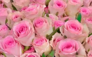 粉色洛神玫瑰花的花語是什么，寓意初戀、甜美、純真等
