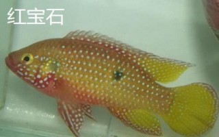 三湖慈鯛能與什么魚混養(yǎng)，可與三湖的雜鯛混養(yǎng)