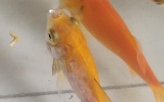 金魚(yú)為什么沉底不動(dòng)，有以下9個(gè)常見(jiàn)原因