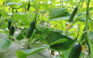 水果黃瓜的種植方法，定植5-7天后要澆緩苗水