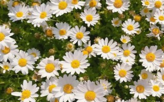 雛菊什么時候開花，每年3月初就可以開花