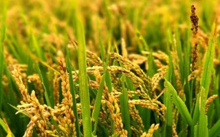 晟豪稻1號(hào)水稻種子特點(diǎn)，生育期155天
