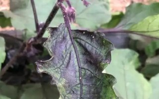 茄子有哪些病蟲害，常見的有褐紋病、疫病、炭疽病等