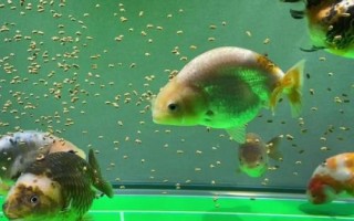 養(yǎng)蘭壽需要打氧嗎，缺氧時(shí)需補(bǔ)充氧氣