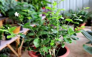 茉莉花如何養(yǎng)殖，喜歡生長光照充足的環(huán)境下