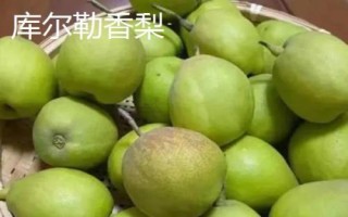 糖度最高的梨品種，不同的品種風(fēng)味也大有不同
