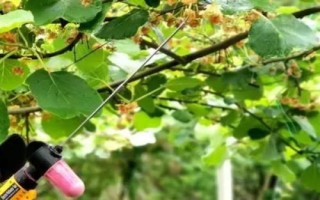 獼猴桃為何要人工授粉以及具體方法，雌雄花朵要相互傳粉才能結(jié)果