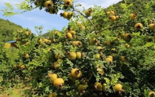 刺梨的種植技術(shù)，繁殖方法主要有播種和扦插兩種