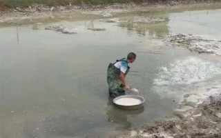 海瓜子怎么養(yǎng)殖，排干水塘再將種苗均勻撒在塘面上