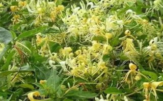 金銀花冬天放在室外怕凍嗎，有較強(qiáng)的耐寒能力不怕凍