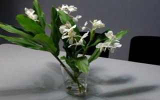 姜花有沒(méi)有毒，本身不帶毒素