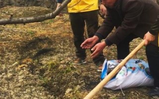 如何確定大櫻桃的施肥量，可隨著樹齡增大施肥量逐年增加
