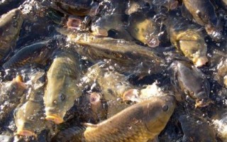 10號(hào)丸世鉤可以釣多重的魚(yú)，適合垂釣6-7斤的魚(yú)種