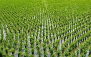 苑豐818水稻種子特征特性，全生育期161天
