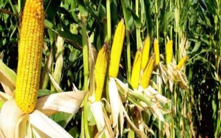 泛玉298玉米種子簡介，夏播生育期99-103天
