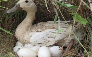 鴨子能否自行孵化小鴨，家養(yǎng)鴨基本不會(huì)孵蛋