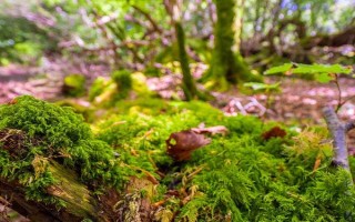 野生苔蘚冬季會不會死亡，進入休眠狀態(tài)后依然存活