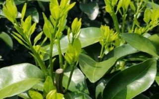 放秋梢不當(dāng)?shù)奈：Γ瑫?dǎo)致果實(shí)長不大甚至引起落果