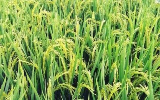 川農(nóng)優(yōu)538水稻種簡(jiǎn)介，全生育期140～167天