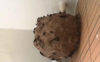 被牛角蜂蟄了會(huì)死嗎，嚴(yán)重時(shí)可能會(huì)有生命危險(xiǎn)