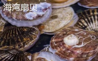 海灣扇貝的產地，原產于美國東海岸