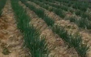 紅蔥的種植方法，將鱗莖插入土壤、讓生長點(diǎn)露出土面即可