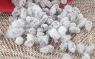新陸中40號棉花種子簡介，播種在4月下旬到5月上旬
