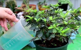 杜鵑花的家庭養(yǎng)法，春秋季通常2-3天可澆1次水