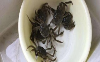 螃蟹放家里怎么養(yǎng)活，只需提供水和食物便可