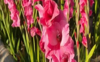 劍蘭的花語，不同顏色有不同的花語