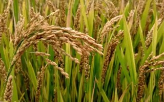 華偉303小麥種子簡(jiǎn)介，高抗葉銹病