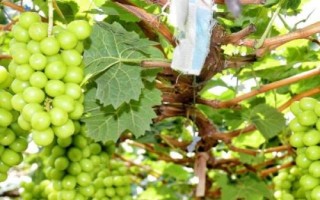 7月份葡萄怎么管理，要及時(shí)施肥并加強(qiáng)水分管理