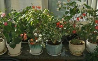 花盆養(yǎng)花怎么看是否爛根了，花生長慢就要注意了
