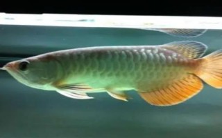高背紅尾金龍魚好不好養(yǎng)，有一定的飼養(yǎng)難度