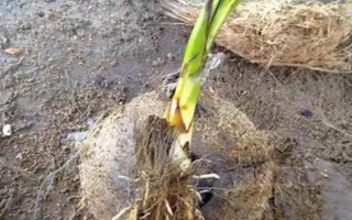 怎么養(yǎng)迷你椰子樹，需要每隔1-2年更換一次盆土