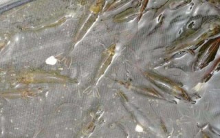 南美白對(duì)蝦的養(yǎng)殖方法，產(chǎn)量高、價(jià)值高、抗病力強(qiáng)
