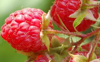 覆盆子的形態(tài)特征，植株為灌木、果實為聚合果、枝干上長有倒鉤刺