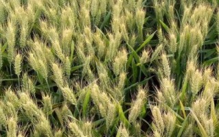 青研紫麥1號小麥種子特征特性，適宜播期10月5～15日