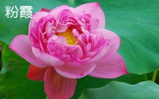 盛開的荷花與什么相似，看起來就像一個彩燈