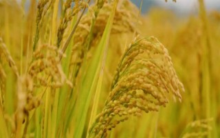 天優(yōu)596水稻種子特征特性，每畝有效穗數(shù)16.5萬