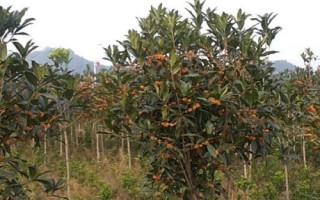 移栽大桂花樹的注意事項(xiàng)，應(yīng)選擇在初春或秋天