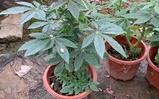 怎么種醉蝶花，種之前需浸種6小時(shí)左右